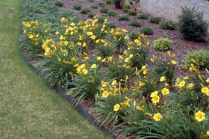 Picture of Daylily (Hemerocallis sp.) forms with bright yellow flowers in flower bed.