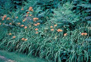 Picture of Daylily (Hemerocallis sp.) forms with coral colored flowers in landscape border.