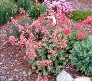 Picture of Coral Bells (Heuchera sanguinea) form with multiple spikes of pink bell-shaped flowers.