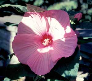 Picture closeup of Common Rose Mallow (Hibiscus moscheutos) pink flower structure.
