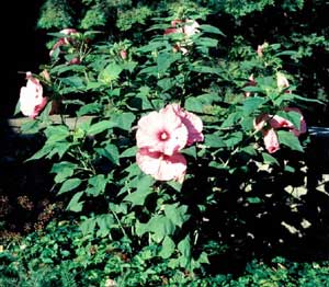 Picture of Common Rose Mallow (Hibiscus moscheutos) form with large pink hibiscus-like flowers.