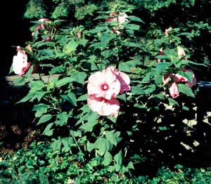 Picture of Common Rose Mallow (Hibiscus moscheutos) form with large pink hibiscus-like flowers.