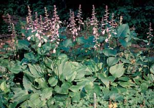 Picture of Hosta (Hosta sp.) forms with flower spikes of purplish-white flowers.