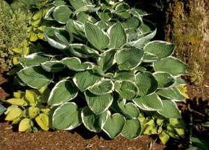 Picture of Hosta (Hosta sp.) form with variegated white-edged leaves.