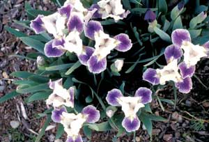 Picture closeup of Iris (Iris sp.) purple and white flowers showing triangular structures.