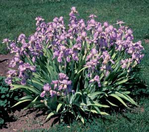 Picture of Iris (Iris sp.) forms in large clump and covered with purple flowers.