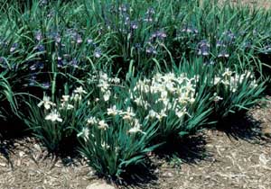Picture of Iris (Iris sp.) forms in several clumps with white flowers.