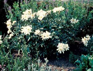 Picture of Common Peony (Paeonia officinalis) form with white flowers.