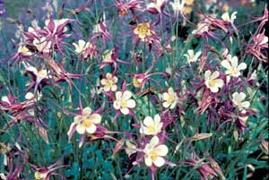 Picture closeup of Columbine (Aquilegia sp.) white and red flowers.