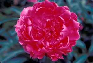 Picture closeup of Common Peony (Paeonia officinalis) bright red flower showing petal structure.