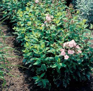 Picture of Garden Phlox (Phlox paniculata) forms with pink flowers.