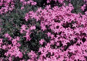 Picture closeup of Moss Phlox (Phlox subulata) pink flowers.
