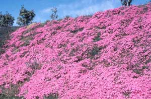 Picture of Moss Phlox (Phlox subulata) form covering steep embankment with carpet of pink flowers.
