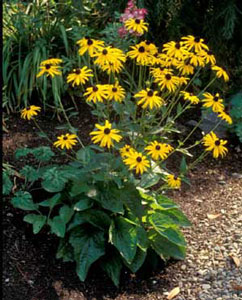 Picture of Coneflower (Rudbeckia fulgida) form with bright yellow flowers with brown centers.