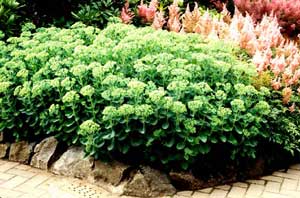 Picture of Sedum (Sedum x 'Autumn Joy') summer form with white flower heads.