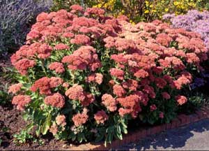 Picture of Sedum (Sedum x 'Autumn Joy') fall form with rust colored fruit capsules.