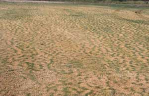 Picture of Bermudagrass (Cynodon dactylon) turf form in brown fall dormant state.