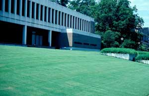 Picture of Bermudagrass (Cynodon dactylon) turf form as manicured lawn with commercial building and planters.