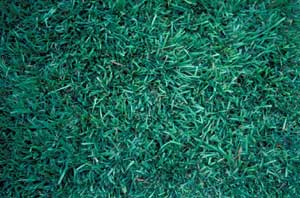 Picture closeup of Centepedegrass (Eremochloa ophiuroides) turf from showing detail structure.