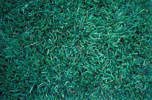 Picture closeup of Centepedegrass (Eremochloa ophiuroides) turf from showing detail structure. Picture closeup of Centepedegrass (Eremochloa ophiuroides) turf from showing detail structure.