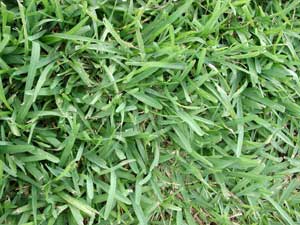 Picture closeup of St. Augustine (Stenotaphrum secondatum) turf form showing blades. Picture closeup of St. Augustine (Stenotaphrum secondatum) turf form showing blades.