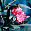 Photo of a landscape shrub with flowers