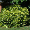 Photo of a landscape shrub