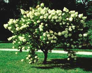 Picture of Panicle Hydrangea (Hydrangea paniculata) 'Grandiflora' shrub form with white flower panicles.