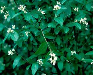 Picture closeup of Amur Privet (Ligustrum amurense) tiny white flowers and leaves.