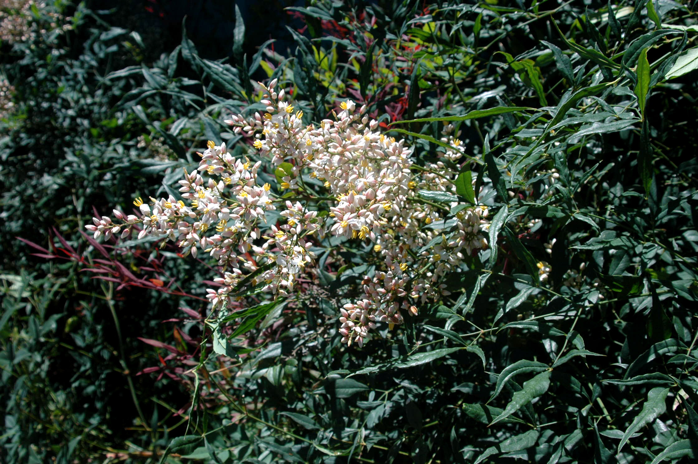 Picture closeup of Heavenly Bamboo (Nandina domestica) flower panicle with small white flower clusters.