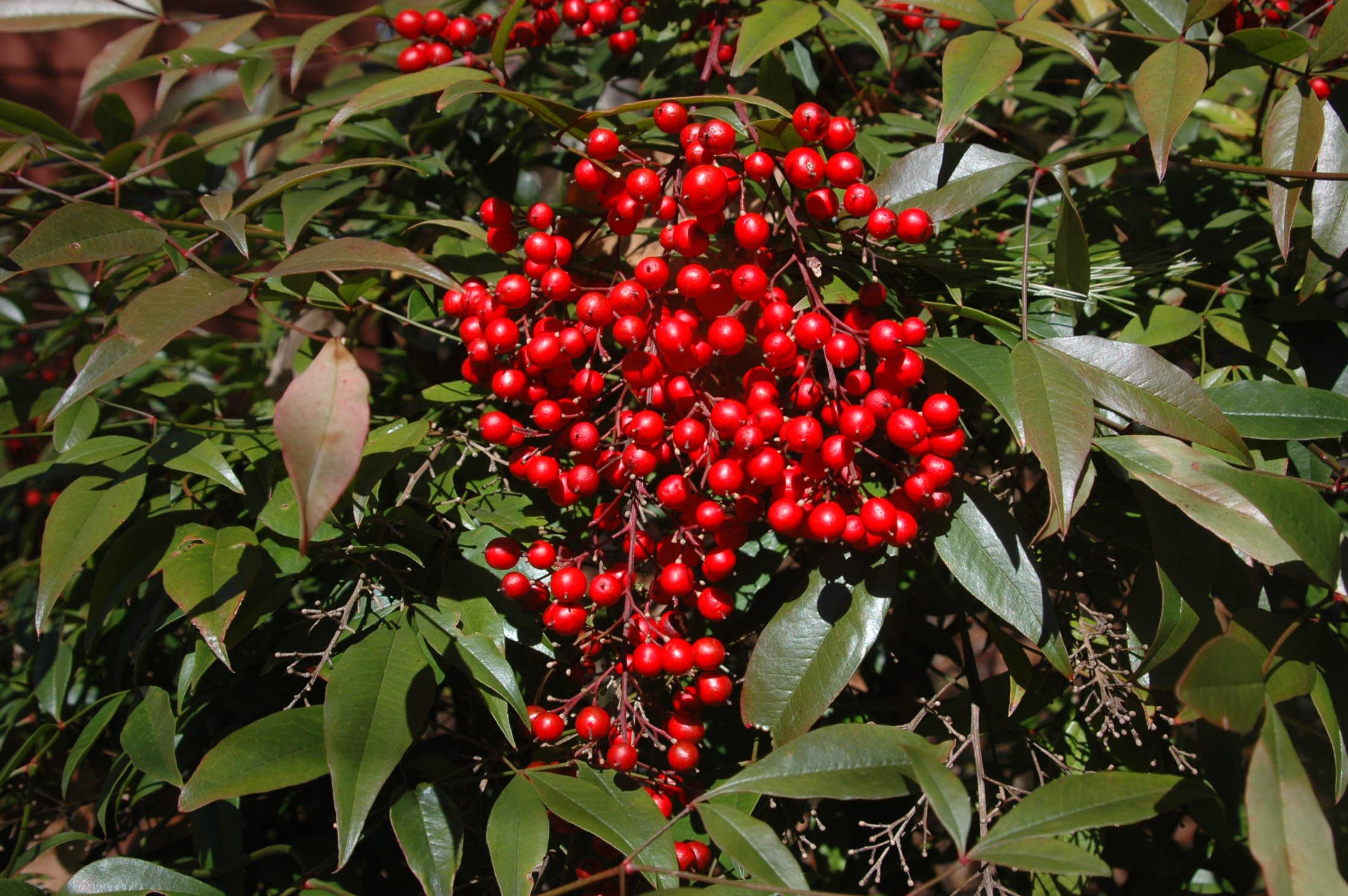 Picture closeup of Heavenly Bamboo (Nandina domestica) fruit in red-berry like cluster.