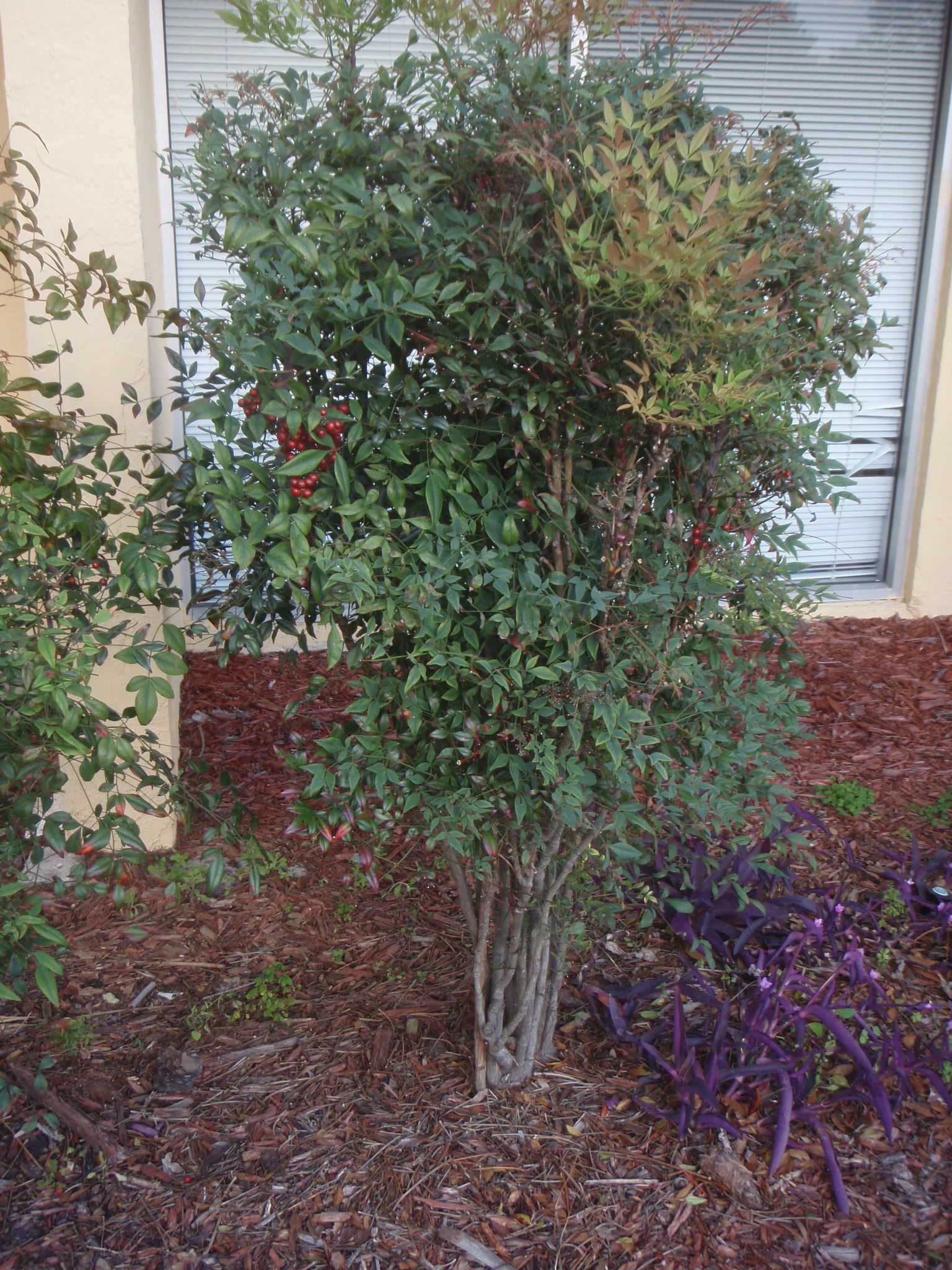 Picture of Heavenly Bamboo (Nandina domestica) shrub form.