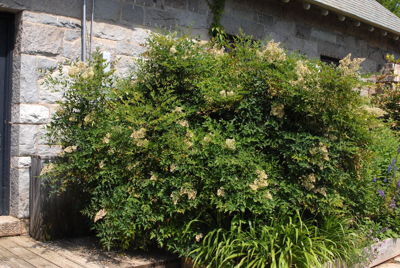 Picture of Heavenly Bamboo (Nandina domestica) shrub form - pruned as decorative shrub.