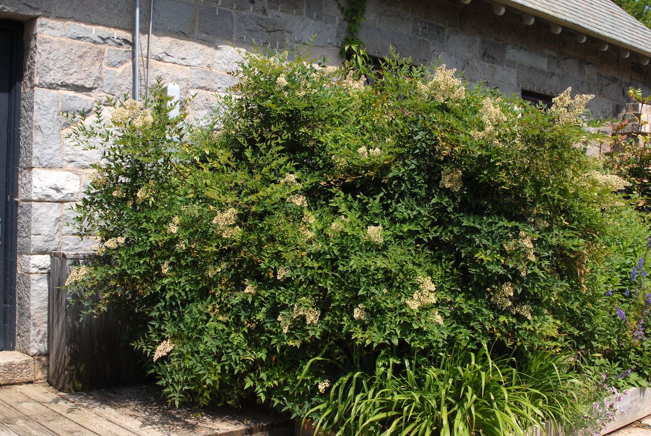 Picture of Heavenly Bamboo (Nandina domestica) shrub form - pruned as decorative shrub. Picture of Heavenly Bamboo (Nandina domestica) shrub form - pruned as decorative shrub.