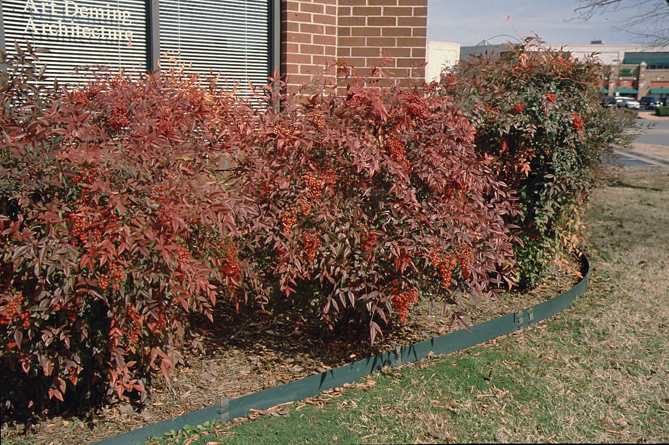 Picture of Heavenly Bamboo (Nandina domestica) shrub in winter maroon foliage color. Picture of Heavenly Bamboo (Nandina domestica) shrub in winter maroon foliage color.