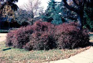 Picture of Glossy Abelia (Abelia x grandiflora) shrub form wiith foliage in deep maroon fall color.