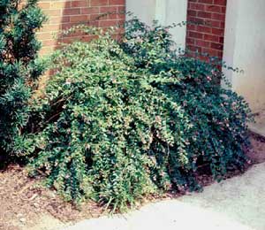 Picture of Glossy Abelia (Abelia x grandiflora) shrub form with small white/pink flowers.