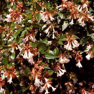 Picture closeup of Glossy Abelia (Abelia x grandiflora) leaves and white/pink flowers.