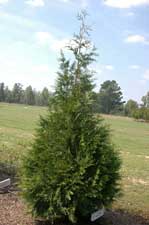 Picture of a Green Giant Arborvitae form.