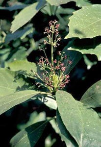 Picture closeup of Gold-dust Plant (Aucuba japonica 'Vaiegata') leaves and small purple flower structure.