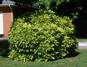 Picture of Gold-dust Plant (Aucuba japonica 'Vaiegata') shrub form.