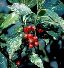 Picture of Gold-dust Plant (Aucuba japonica 'Vaiegata') fruit.