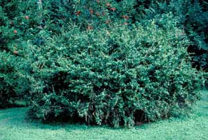Picture of Wintergreen Barberry (Berberis julianae) shrub form.