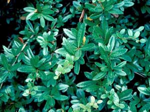 Picture closeup of Wintergreen Barberry (Berberis julianae) green leaf structure.
