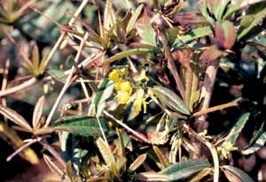 Picture closeup of Wintergreen Barberry (Berberis julianae) leaves and thorns.