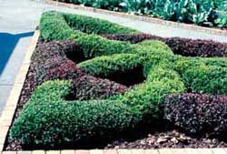 Picture of Japanese Barberry (Berberis thunbergii var. atropurpurea) form in decorative symmetrical landscape.