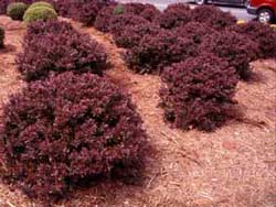 Picture of Redleaf Japanese Barberry (Berberis thunbergii var. atropurpurea) shrub forms in red-purple foliage. Picture of Redleaf Japanese Barberry (Berberis thunbergii var. atropurpurea) shrub forms in red-purple foliage.