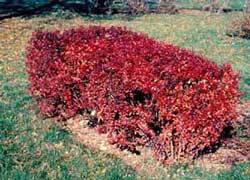 Picture of Japanese Barberry (Berberis thunbergii var. atropurpurea) shrub form in red fall color.