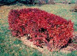 Picture of Japanese Barberry (Berberis thunbergii var. atropurpurea) shrub form in red fall color. Picture of Japanese Barberry (Berberis thunbergii var. atropurpurea) shrub form in red fall color.