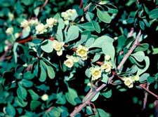 Picture closeup of Japanese Barberry (Berberis thunbergii var. atropurpurea) leaves and small pale yellow flowers. Picture closeup of Japanese Barberry (Berberis thunbergii var. atropurpurea) leaves and small pale yellow flowers.